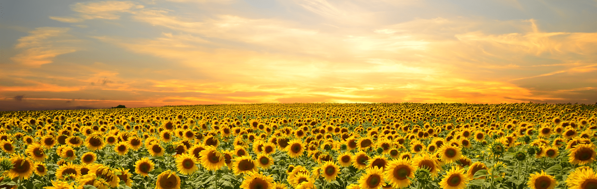 Приборы фермера и агрономаВнедрение технологий точного земледелия, систем контроля, управления и сохранения ресурсов в сельском хозяйстве и на промышленных предприятиях.
Узнать подробнее Приборы фермера и агрономаВнедрение технологий точного земледелия, систем контроля, управления и сохранения ресурсов в сельском хозяйстве и на промышленных предприятиях.
Узнать подробнее